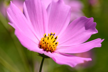 Fototapeta premium 秋桜