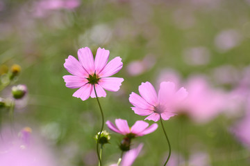 Fototapeta premium Jesienne kwiaty wiśni