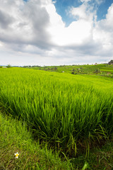 Rice indonesia