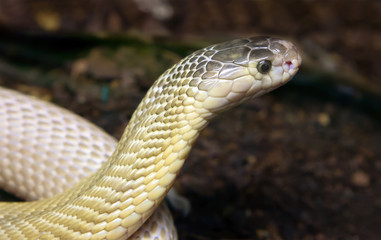 Индийская кобра (белая форма)