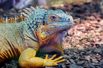 Obraz premium Игуана