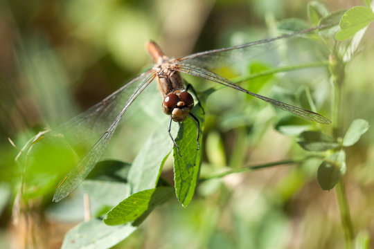 Close-up of a dragon fly