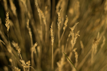 sunny meadow with natural bokeh