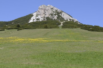 corno bianco