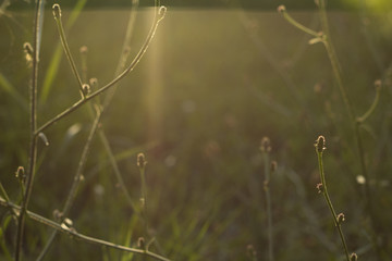 sunny meadow with natural bokeh