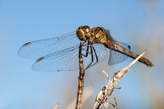 Close-up of a dragon fly