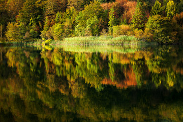 Autumn forest reflected in lake