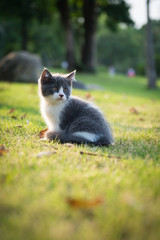 Gray kitten on the grass