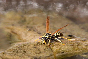 Wasp drinking a water 
