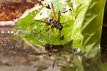 Wasp drinking a water 