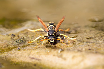 Wasp drinking a water 