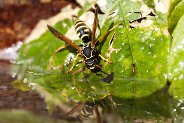 Wasp drinking a water 