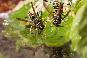 Wasp drinking a water 