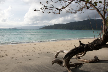 Fototapeta premium beach nature white sand, seawater Sai Beach Koh LIPE in Thaila