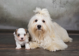 Hunde, Havaneser Geschwister