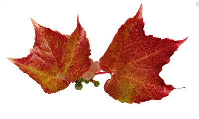 herbstblätter herbstlaub freigestellt wein  