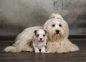 Hunde, Havaneser Geschwister