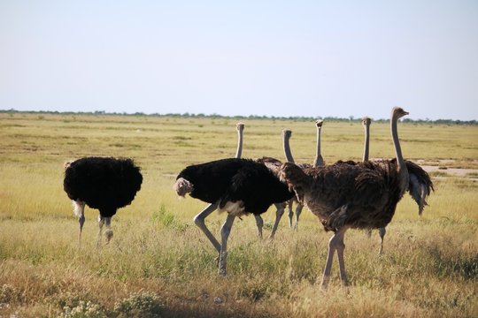 Herd of African ostrich at Etosha National Park in Namibia, Africa