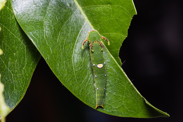 Tawny Rajah caterpillar