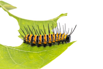 Red Lacewing caterpillar