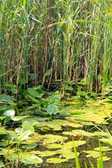 Aquatic plants in a swamp