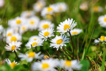 Fototapeta premium Daisies
