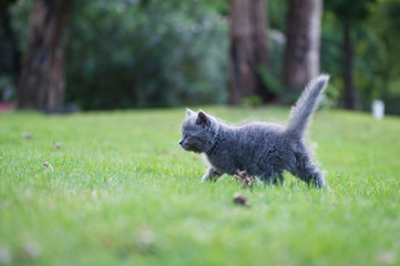 Obraz na płótnie Canvas Gray kitten on the grass