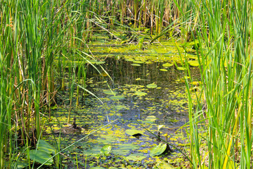Aquatic plants in a swamp