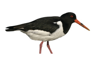 Oystercatcher, Haematopus ostralegus
