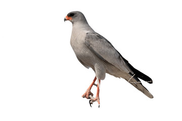 Pale chanting-goshawk, Melierax canorus