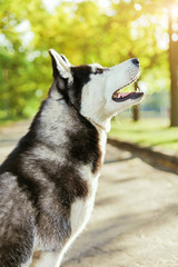 Portrait black and white Husky dog with a smile and his tongue hanging out