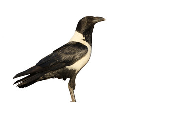 Pied crow, Corvus albus
