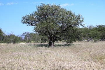 Grass landscape at the Etosha National Park in Namibia, Africa