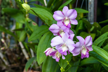 Obraz premium pink orchid in the garden
