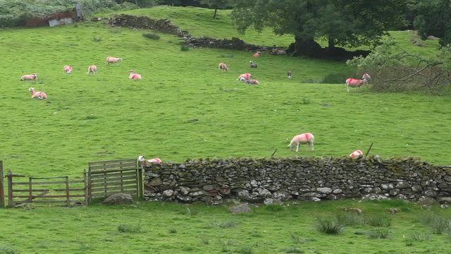 Sheep with red colour marks relaxing on the hilly farmland