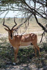 Portrait of male black nosed impala in Etosha National Park, Namibia Africa
