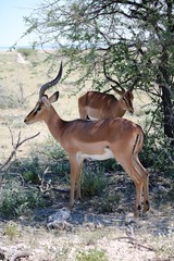 Shadow place for Black nosed impala in Etosha National Park, Namibia Africa