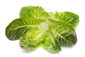 Oak Leaf lettuce isolated on white background.