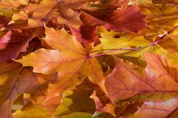 Close up of colored autumn maple leaves.