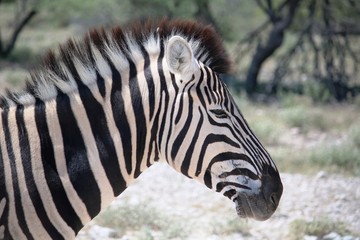 Head of a Burchell's zebra in Etosha National Park, Namibia Africa