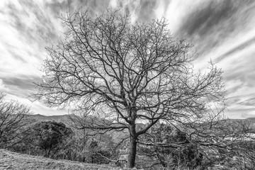 Isolated bare tree near a mountain path