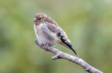 Juvenile Goldfinch on a stick with natural green background.