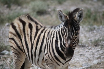 Fototapeta na wymiar Portrait of Zebra foal in Etosha National Park, Namibia Africa