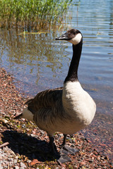 Close up of canada goose (Branta canadensis) at seashore, Finland.