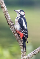 Great Spotted Woodpecker on a branch with natural green backgrou