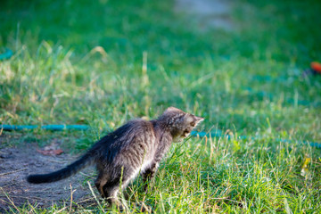 Kitten running on the grass in the garden