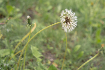 dandelion 
