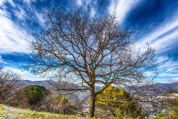 Isolated bare tree near a mountain path under a blue cloudy sky