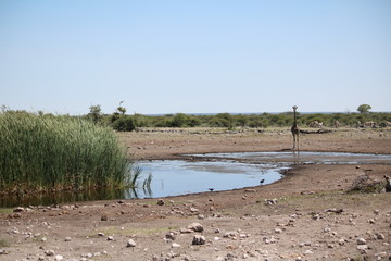 Waterhole in Etosha National Park, Namibia Africa