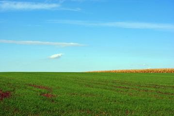 Landscape with green field of winter wheat and blue sky